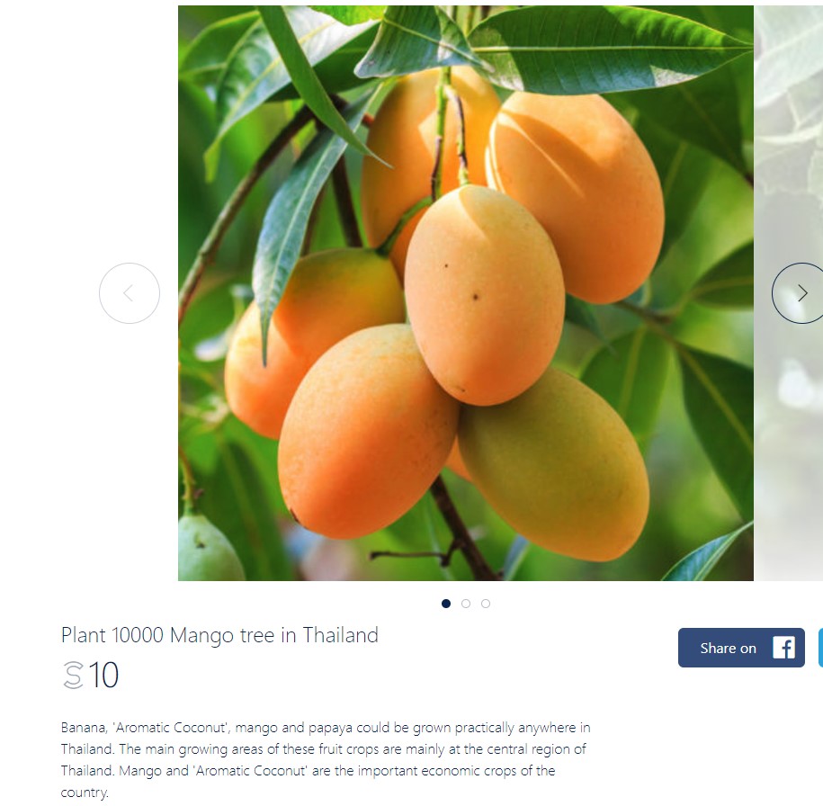 SweatcoinBlog - Mango Tree Adoption in Thailand